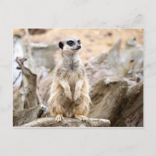 Postal Meerkat de pie alto