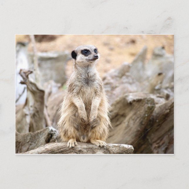Postal Meerkat de pie alto (Anverso)