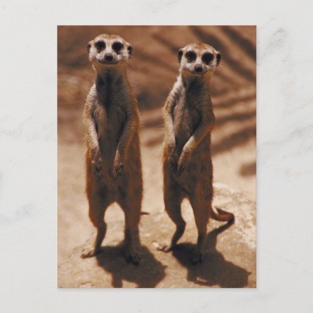Postal Meerkat Duo (Anverso)