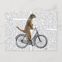 Meerkat en bicicleta