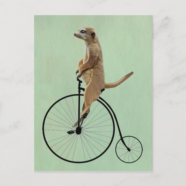 Postal Meerkat en Black Penny Farthing 2 (Anverso)