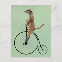 Meerkat en Black Penny Farthing 2