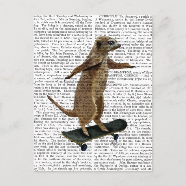 Postal Meerkat En Skateboard 2 (Anverso)