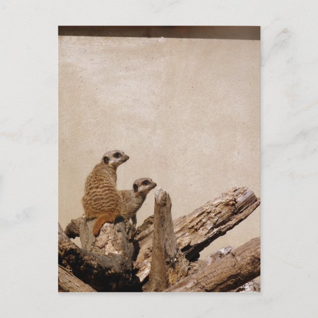 Postal Meerkat Lookout (Anverso)
