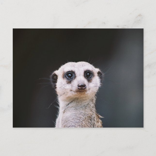 Postal Meerkat Lookout (Anverso)