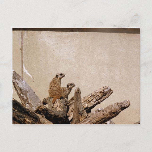 Postal Meerkat Lookout (Anverso)