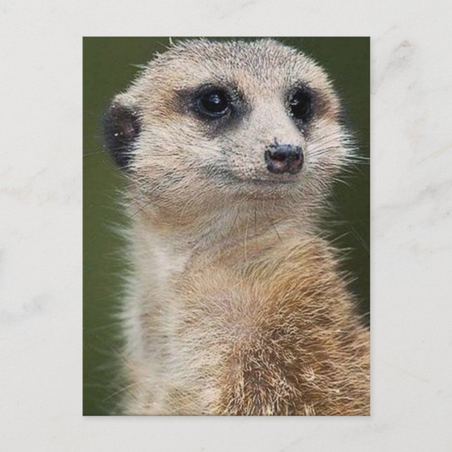 Postal Meerkat mira hacia afuera (Anverso)