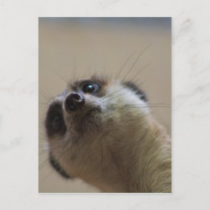 Postal Meerkat Mirando Dramático