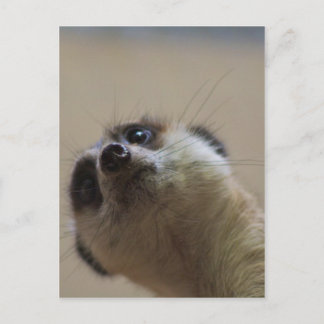 Postal Meerkat Mirando Dramático