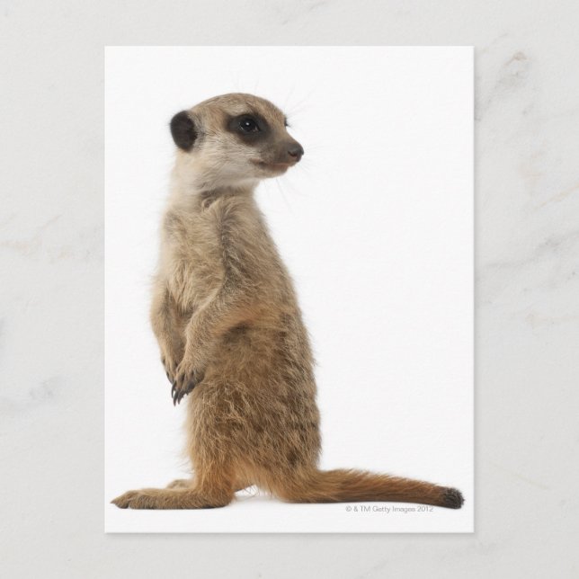 Postal Meerkat o Suricate - Suricata suricatta (Anverso)