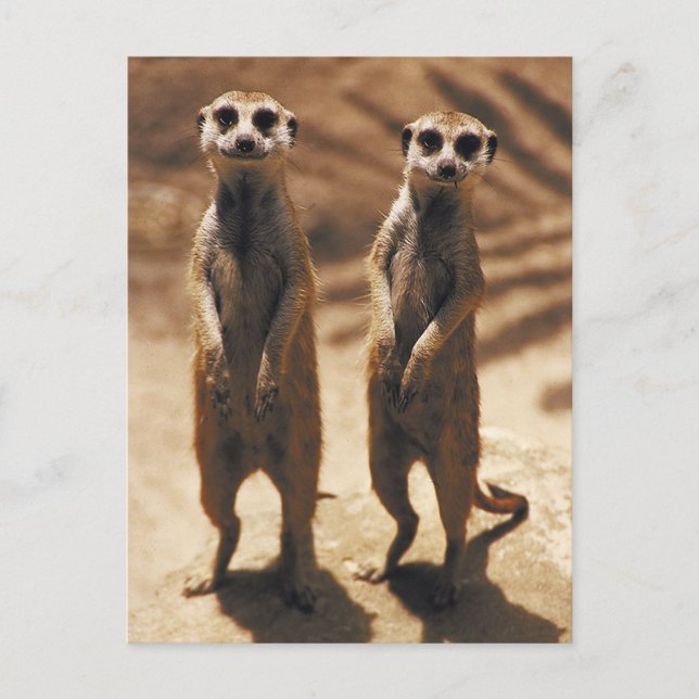 Postal Meerkat postards (Anverso)