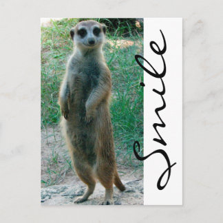 Postal Meerkat Smile