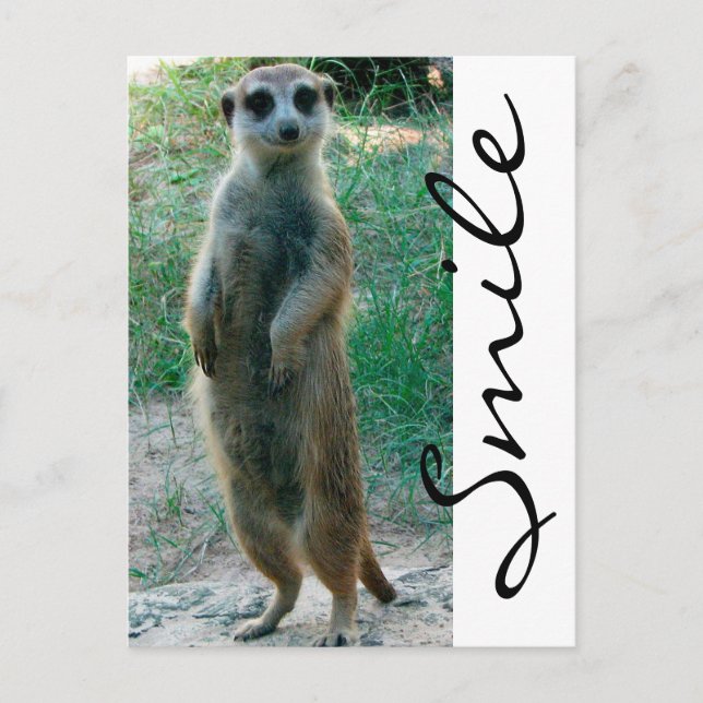Postal Meerkat Smile (Anverso)