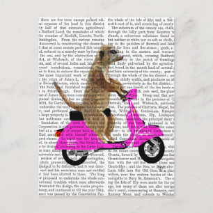 Postal Meerkat sobre el ciclomotor rosado
