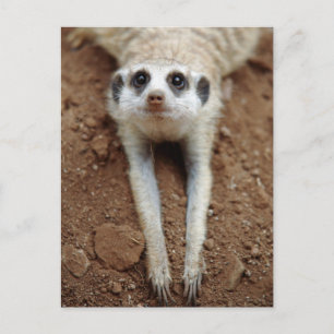 Postal Meerkat (Suricata Suricatta) que se refresca abajo