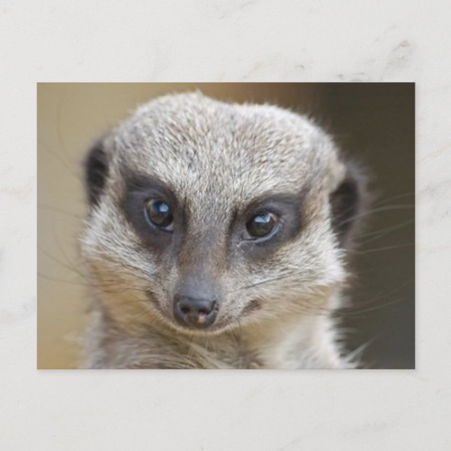 Postal Meerkat Up Close (Anverso)