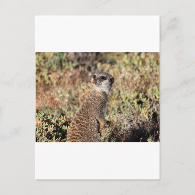 Postal Meerkat vigilante (Anverso)