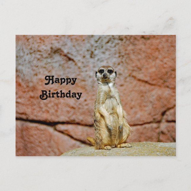 Postal Meerkat Wildlife Photo Birday (Anverso)