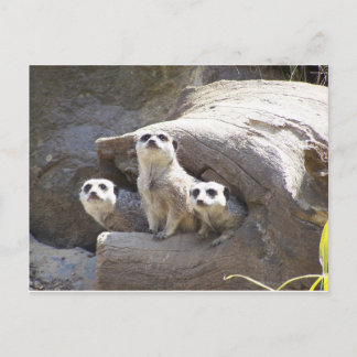 Postal Meerkats