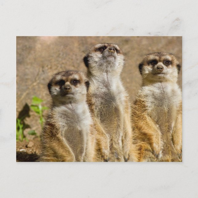 Postal Meerkats (Anverso)