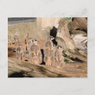 Postal Meerkats