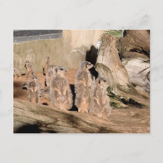 Postal Meerkats (Anverso)