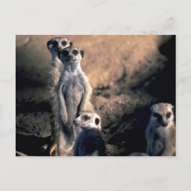 Postal Meerkats (Anverso)