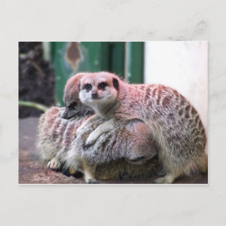 Postal Meerkats