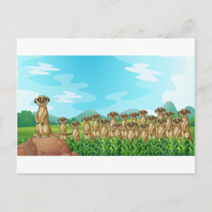 Postal Meerkats