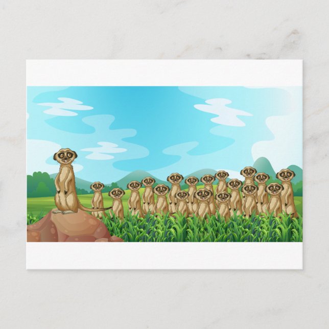 Postal Meerkats (Anverso)