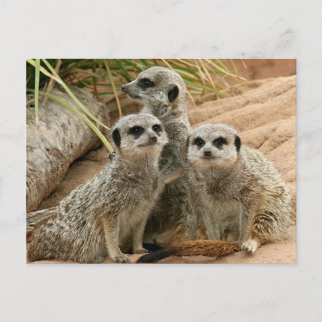 Postal Meerkats en el puesto de observación (Anverso)