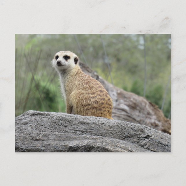Postal Meerkcat (0447) (Anverso)