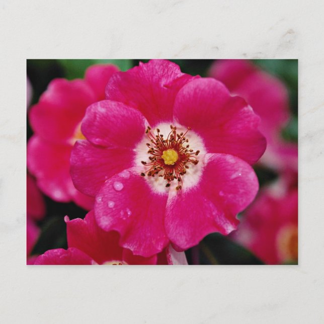 Postal Meidiland rosado (tm) Rosa de arbustos "Meipoque"  (Anverso)