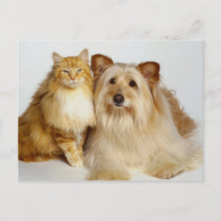 Postal Mejor amigo adorable Perro y foto de gato