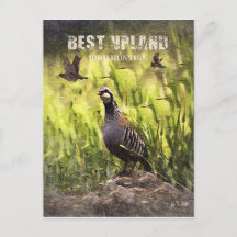 Mejor Caza de Pájaros de Upland