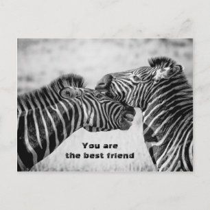Postal Mejor cita con Zebras