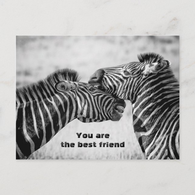 Postal Mejor cita con Zebras (Anverso)