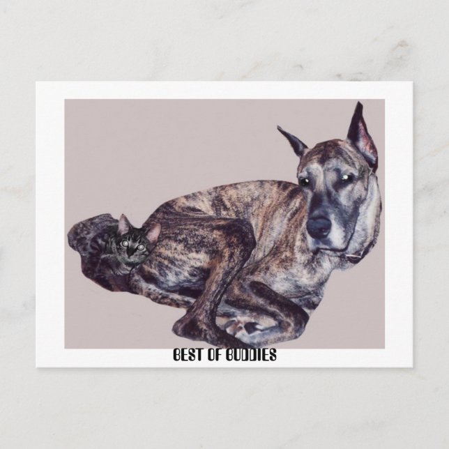 POSTAL MEJOR PRESUPUESTO (Anverso)