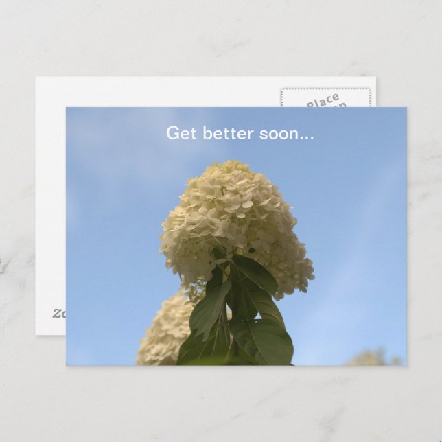 Postal Mejor Pronto Lime Hydrangea (Anverso / Reverso)
