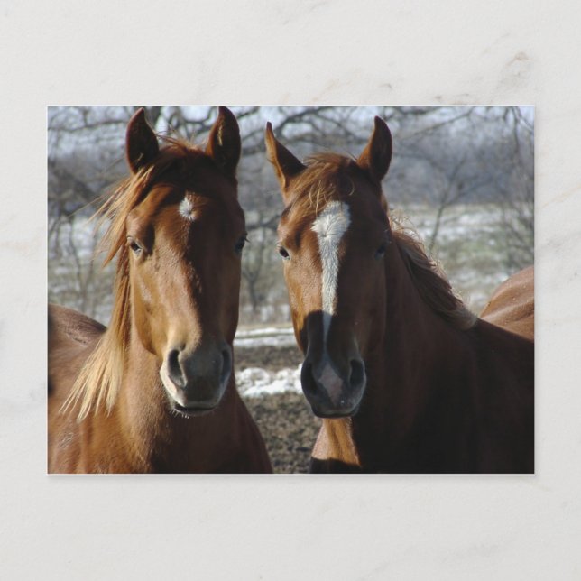 Postal Mejores amigos (Anverso)