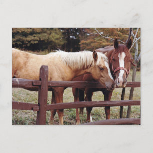 Postal Mejores amigos