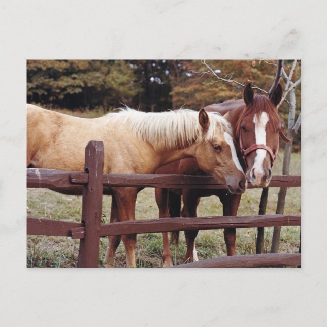 Postal Mejores amigos (Anverso)