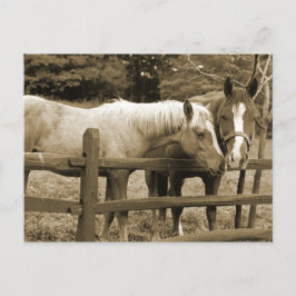 Postal Mejores amigos