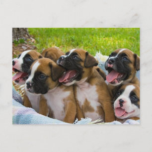 Postal Mejores amigos
