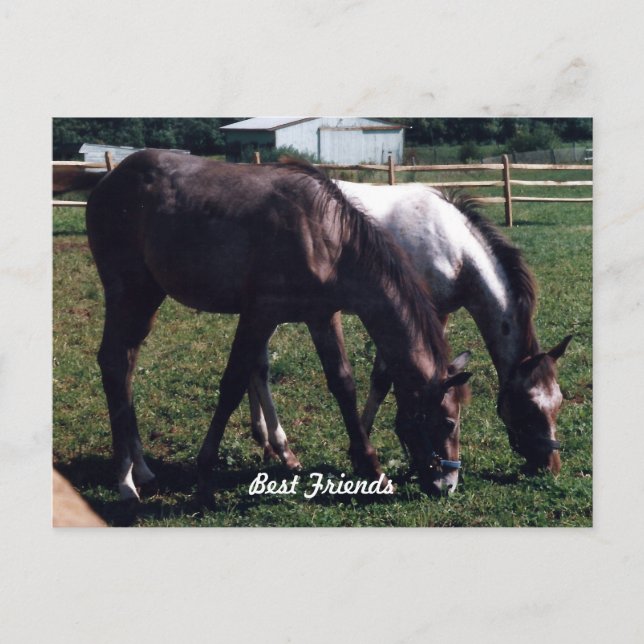 Postal Mejores amigos (Anverso)