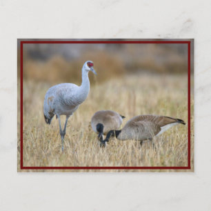 Postal mejores amigos