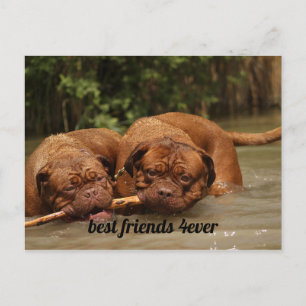 Postal Mejores amigos