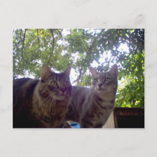 Postal Mejores brotes