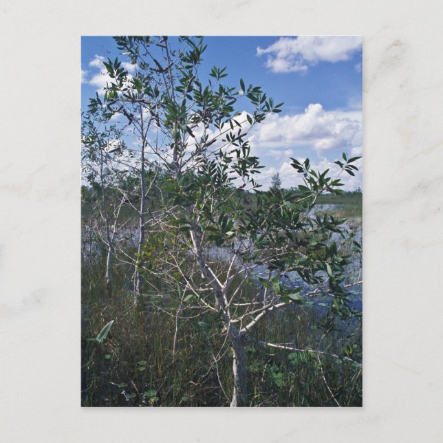 Postal Melaleuca en zona pantanosa (Anverso)