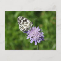 Melanargia galathea